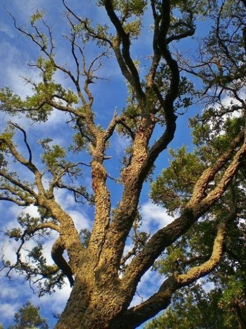Tuba dębu korkowego 80cm