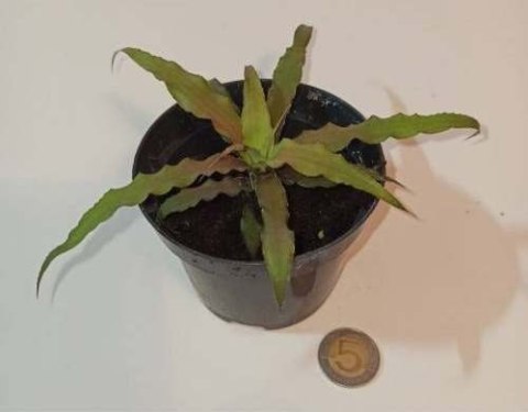 Cryptanthus Glad