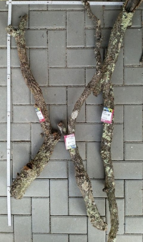 Gałąź z korka L Hobby