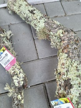 Gałąź z korka M Hobby