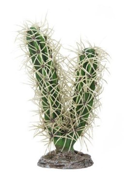 Kaktus Simpson Hobby