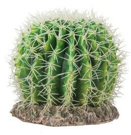 Kaktus Sonora duży Hobby