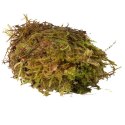 Mech torfowiec HabiStat SPHAGNUM MOSS 1kg