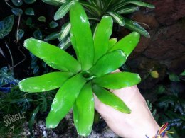 Neoregelia fireball mini