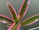 Neoregelia pink pointed