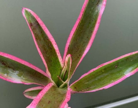 Neoregelia pink pointed