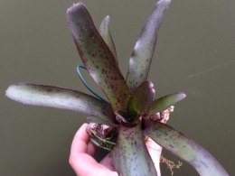 Neoregelia purple lila mini