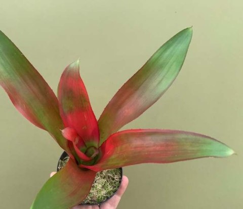 Neoregelia purple
