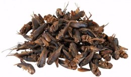 Świerszcze suszone dla gadów 25g TRIXIE