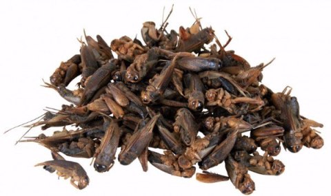 Świerszcze suszone dla gadów 25g TRIXIE