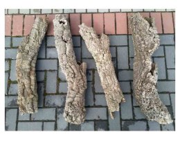 Tuba dębu korkowego 18cm/60-80cm