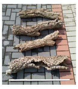 Tuba dębu korkowego 18cm/60-80cm