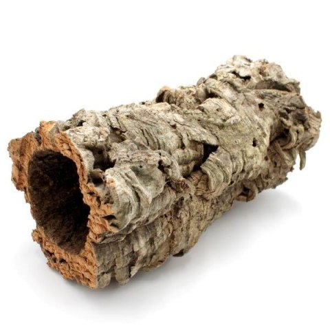 Tuba dębu korkowego M 14cm/35cm