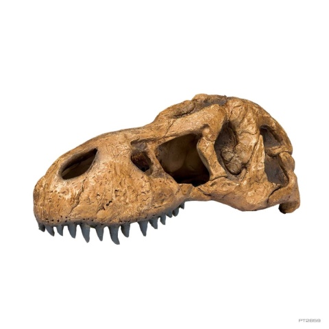 Czaszka tyranozaura T-REX EXO TERRA – dekoracja