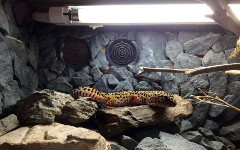 Dla gekonów Mini T5 UVB Kit - ShadeDweller 7% - 8W ARCADIA