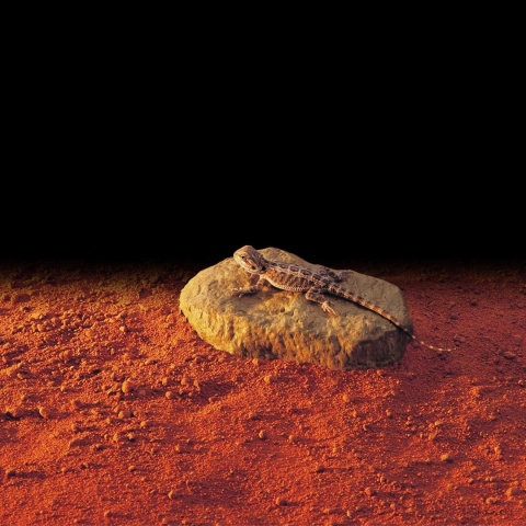 Kamień grzewczy HEAT WAVE ROCK EXO TERRA – w terrarium