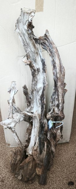 Mangrowiec korzeń XXXL 90-110cm