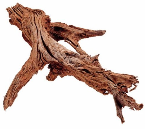 Mangrowiec korzeń M 25-35cm