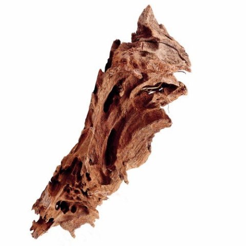 Mangrowiec korzeń XS 10-15cm