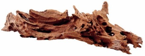 Mangrowiec korzeń S 15-25cm