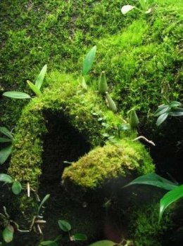 MoosMix zarodki mchu 20g