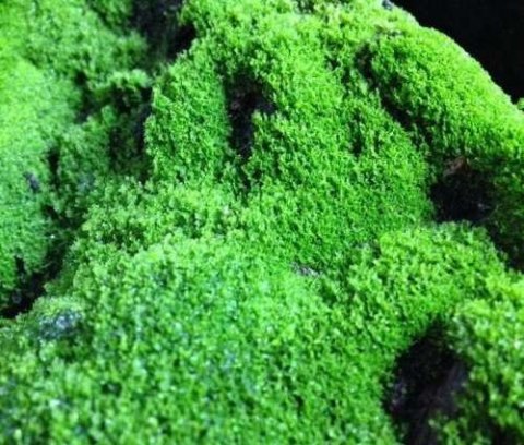 MoosMix zarodki mchu 20g