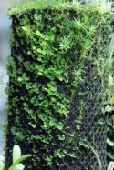 MossMix zarodki mchu 50g