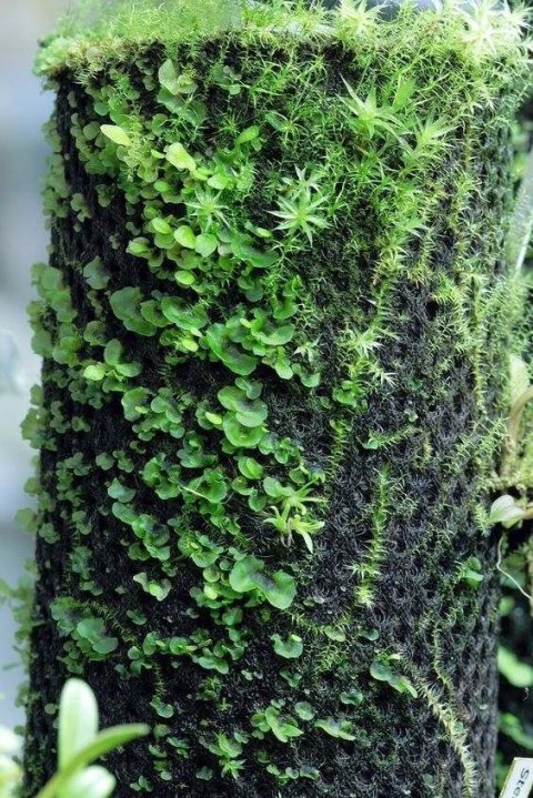 MossMix zarodki mchu 50g