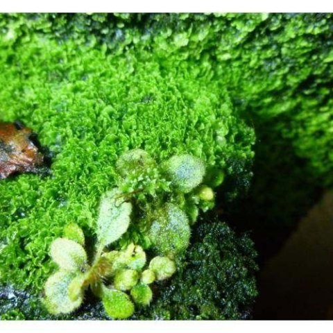 Panel Xaxim 50x20x3cm