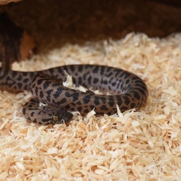Podłoże dla węży Aspen 13,6kg HABISTAT
