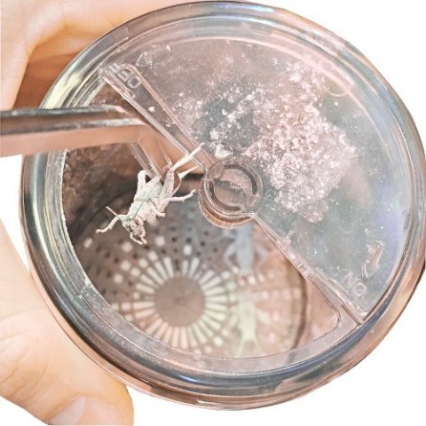 Pojemnik do obsypywania karmówki witaminami Cricket Vitamizer HOBBY