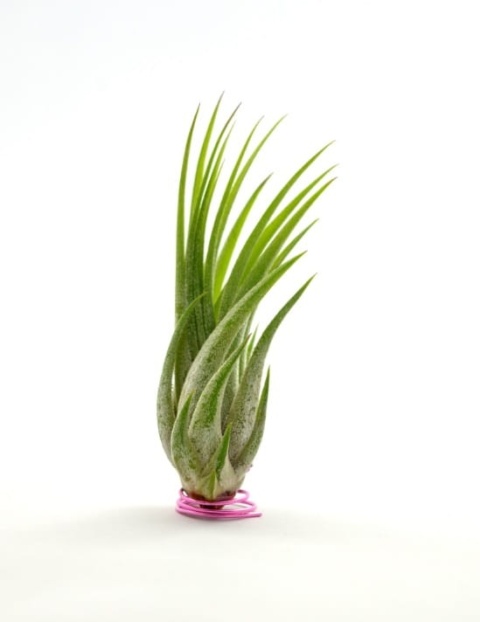 Tillandsia ionantha ‘Scaposa’