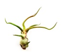 Tillandsia bulbosa