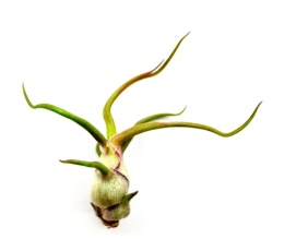 Tillandsia bulbosa