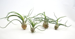 Tillandsia bulbosa