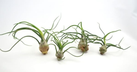 Tillandsia bulbosa