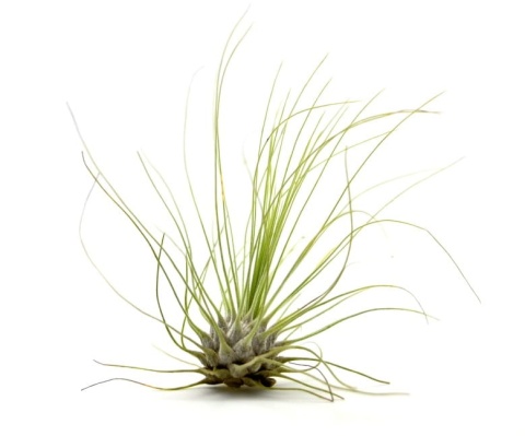 Tillandsia Argentea