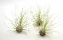 Tillandsia Argentea