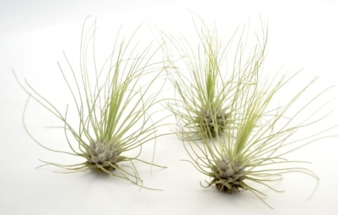 Tillandsia Argentea