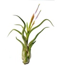 Tillandsia Caput Medusae