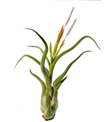 Tillandsia Caput Medusae