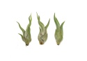 Tillandsia Caput Medusae