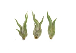 Tillandsia Caput Medusae