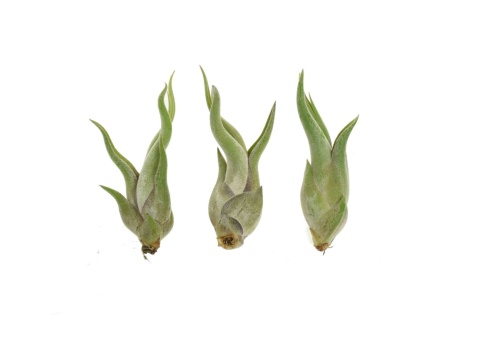 Tillandsia Caput Medusae