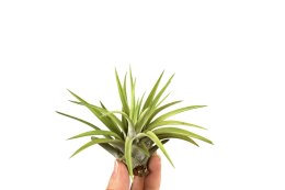 Tillandsia brachycaulos abdita
