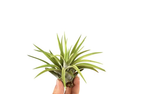 Tillandsia brachycaulos abdita