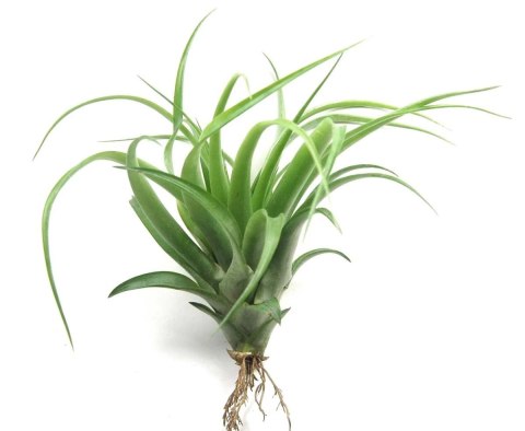 Tillandsia brachycaulos abdita