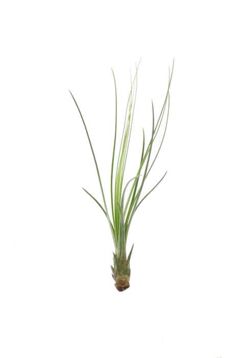 Tillandsia juncifolia