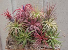 Tillandsia ionantha