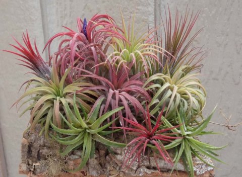 Tillandsia ionantha
